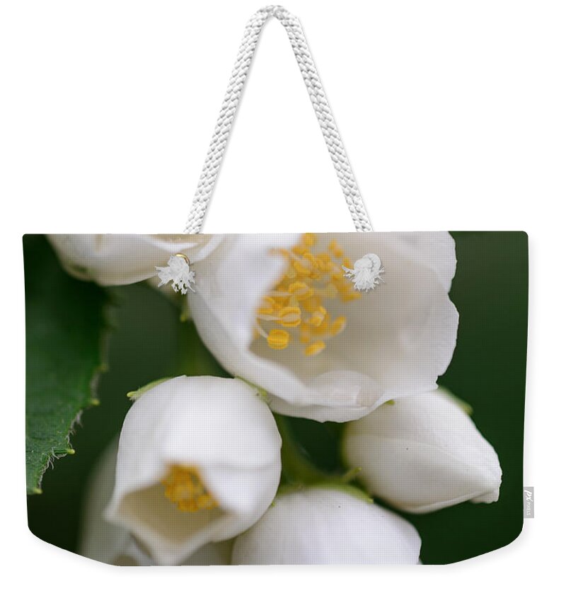 #migophotos Weekender Tote Bag featuring the photograph Jasmin flowers by Michael Goyberg