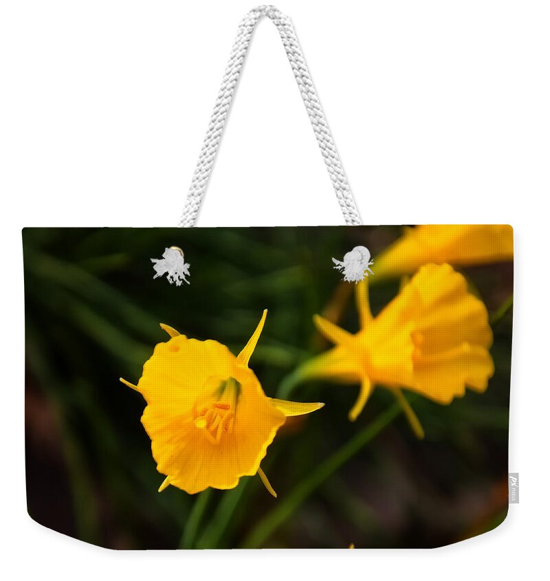 North Carolina Weekender Tote Bag featuring the photograph Jelena Witch Hazel by Flees Photos