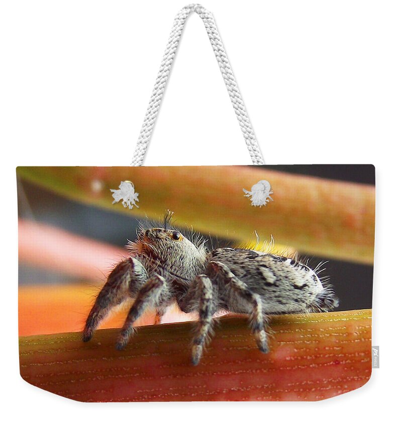 Duane Mccullough Weekender Tote Bag featuring the photograph Jumper Spider by Duane McCullough