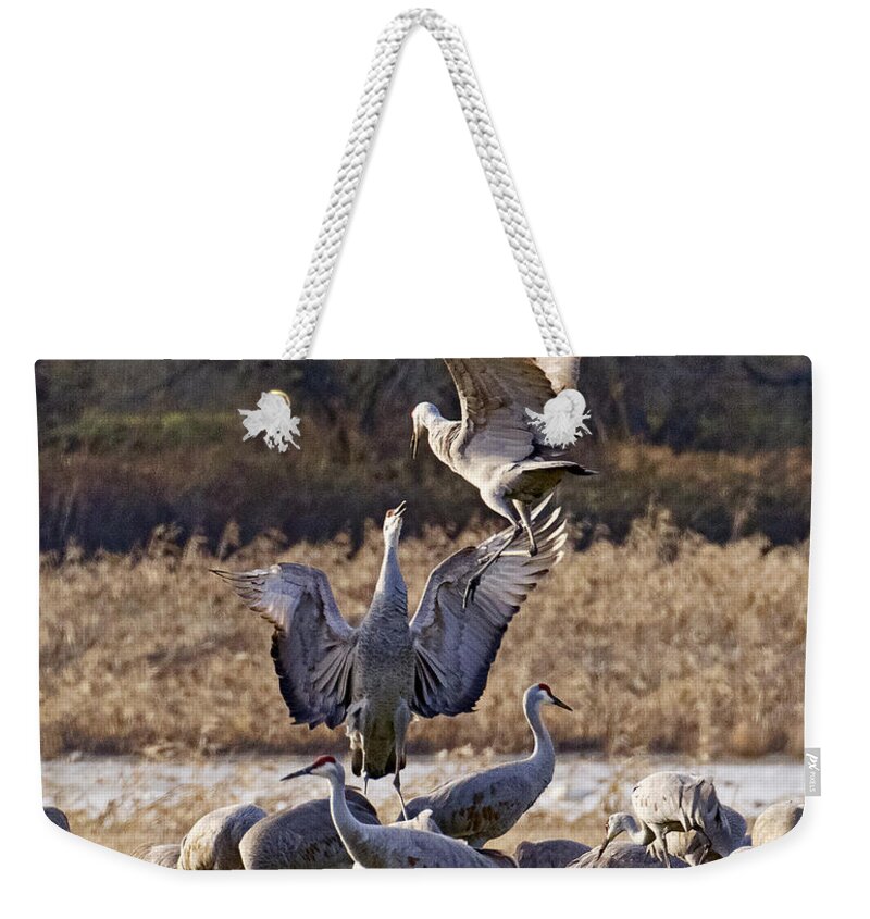 Jumping For Joy Weekender Tote Bag featuring the photograph Jumping For Joy by Wes and Dotty Weber