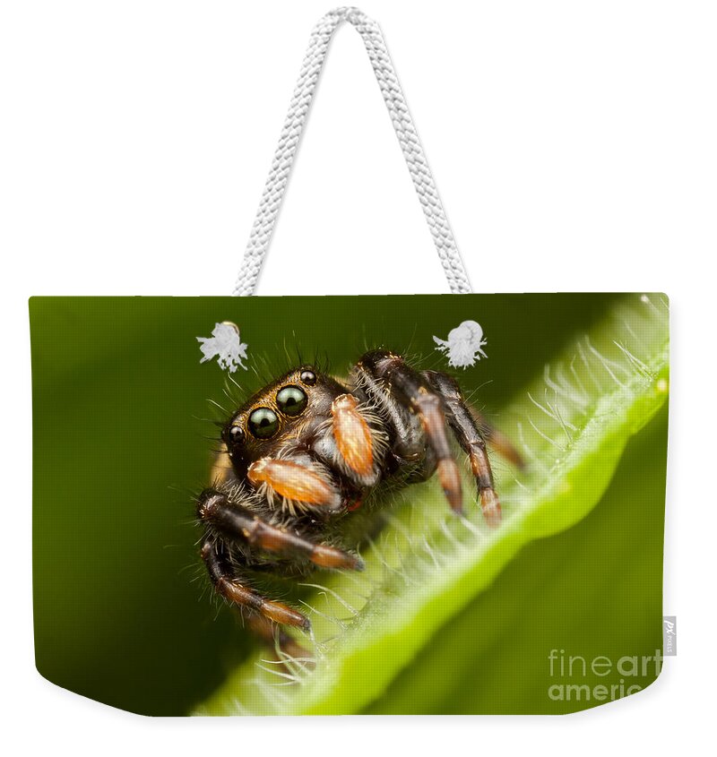 Clarence Holmes Weekender Tote Bag featuring the photograph Jumping Spider Phidippus clarus I by Clarence Holmes