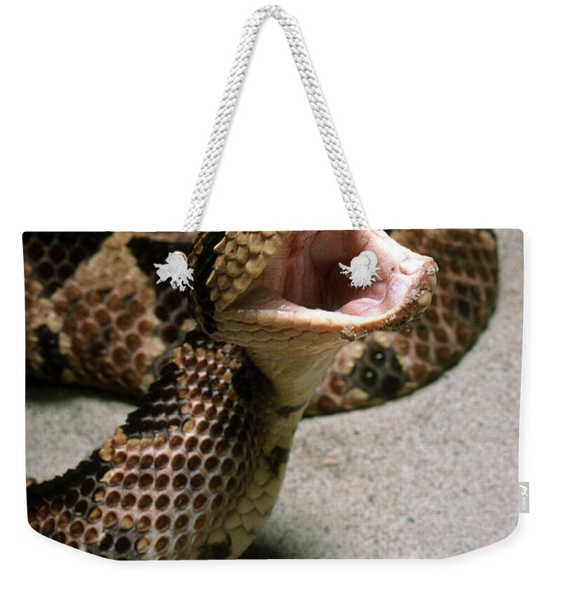 Animal Weekender Tote Bag featuring the photograph Jumping Viper by John Mitchell