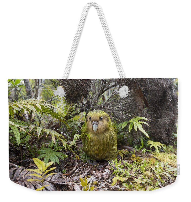 Tui De Roy Weekender Tote Bag featuring the photograph Kakapo Male In Forest Codfish Island by Tui De Roy