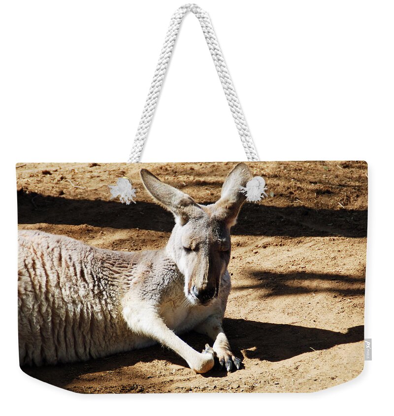 Kangaroo Weekender Tote Bag featuring the photograph Kangaroo by Aimee L Maher ALM GALLERY