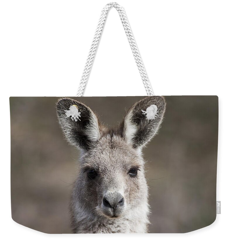 Australia Weekender Tote Bag featuring the photograph Kangaroo by Steven Ralser