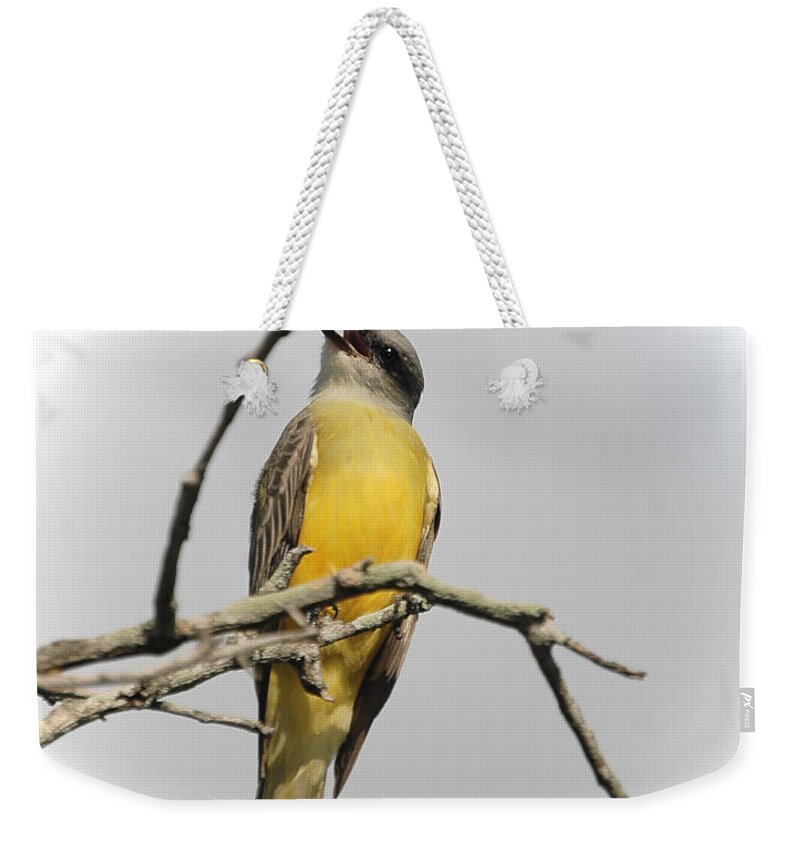 Bird Weekender Tote Bag featuring the photograph KB Singing by Leticia Latocki