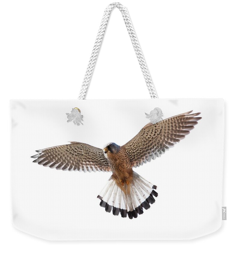 White Background Weekender Tote Bag featuring the photograph Kestrel Falco Tinnunculus by Andrew howe