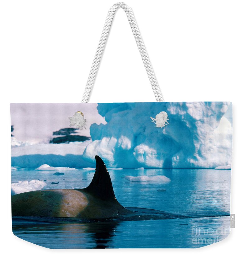Killer Whale Weekender Tote Bag featuring the photograph Killer Whale by Art Wolfe