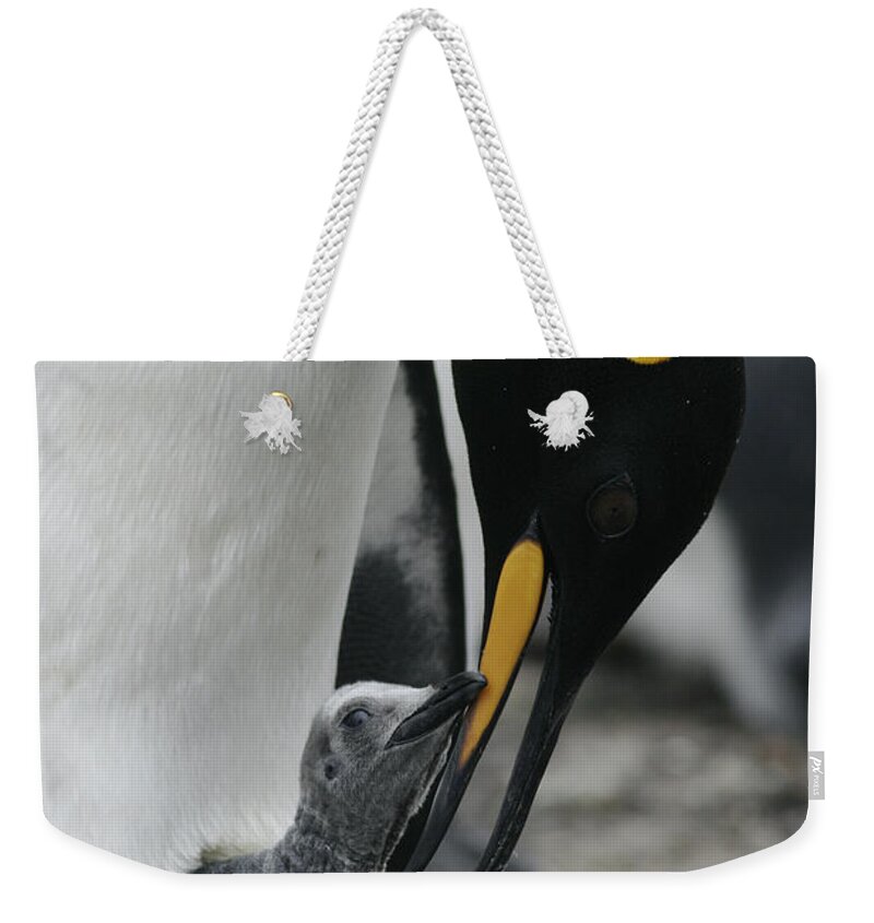 Feb0514 Weekender Tote Bag featuring the photograph King Penguin Feeding Chick Falklands by Hiroya Minakuchi