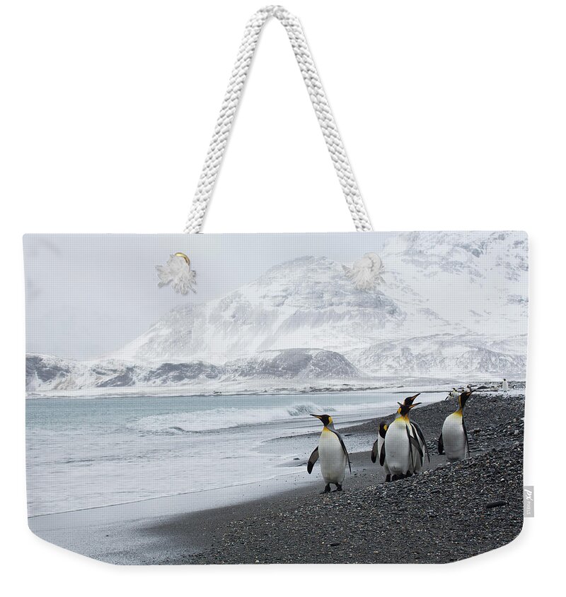 Water's Edge Weekender Tote Bag featuring the photograph King Penguins In Landscape Salisbury by Darrell Gulin