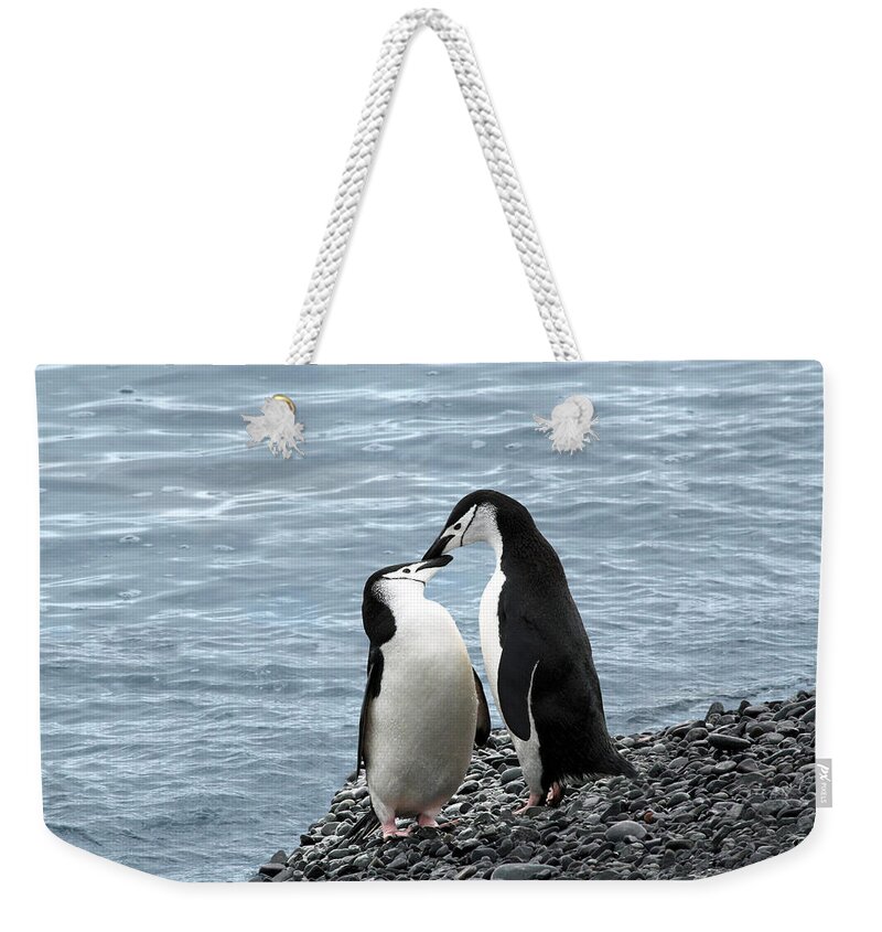 Penguins Weekender Tote Bag featuring the photograph Kiss Me You Fool by Ginny Barklow