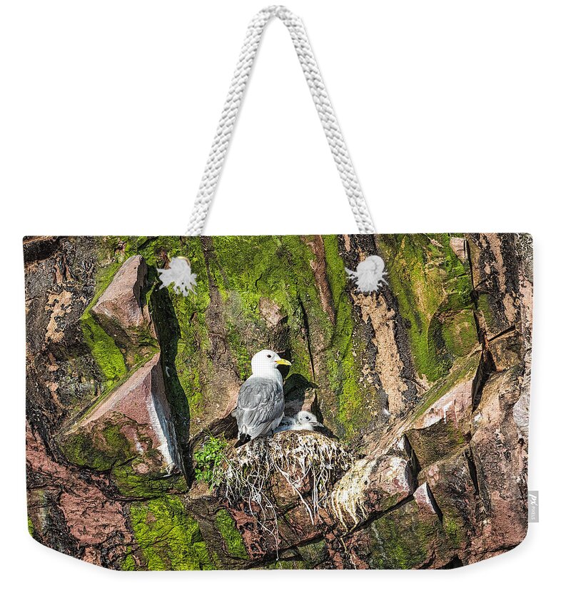 Black-legged Kitiwakes Weekender Tote Bag featuring the photograph Kitiwake and Chick 1 by Perla Copernik