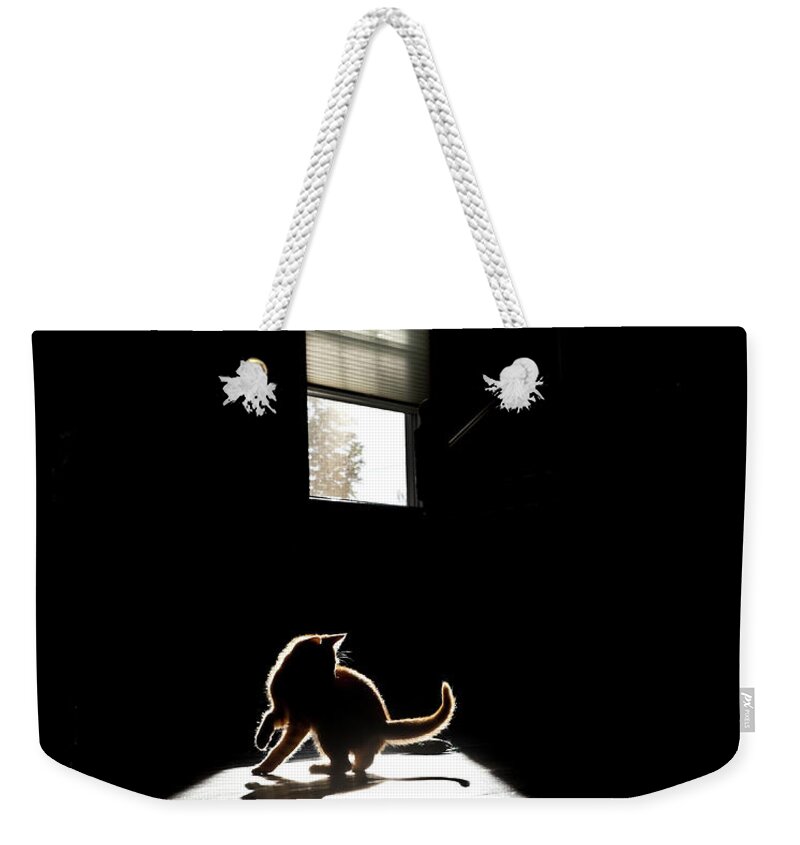 Shadow Weekender Tote Bag featuring the photograph Kitten Playing In A Patch Of Sunlight by Ryersonclark