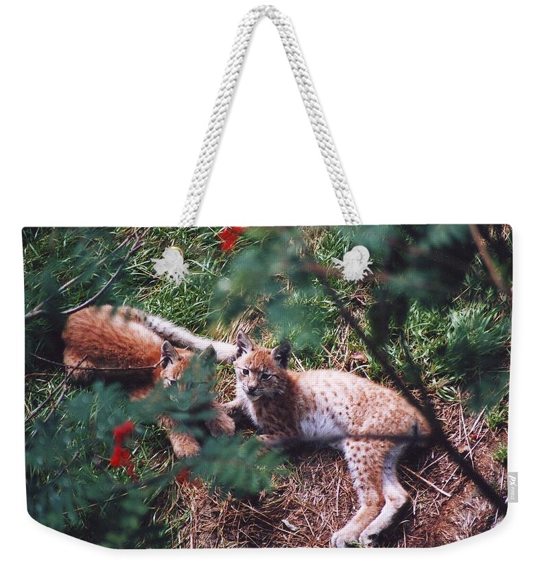 Eurasian Lynx Weekender Tote Bag featuring the photograph Kittens by Dimitry Papkov