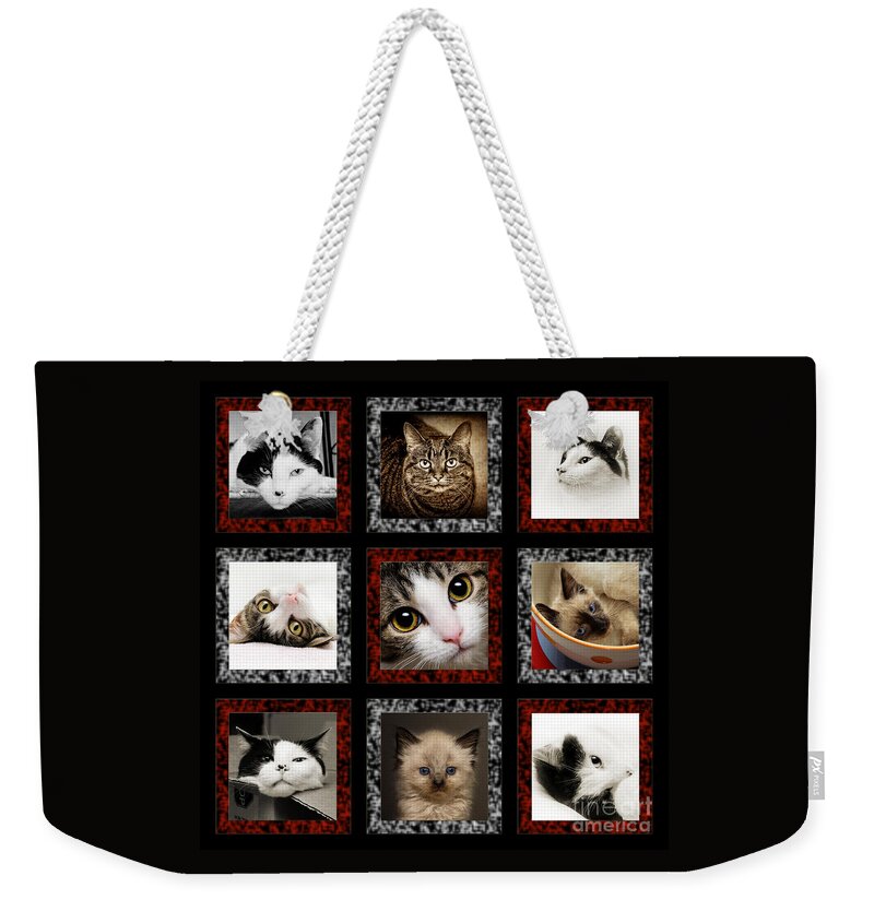 Cat Weekender Tote Bag featuring the photograph Kitty Cat Tic Tac Toe by Andee Design