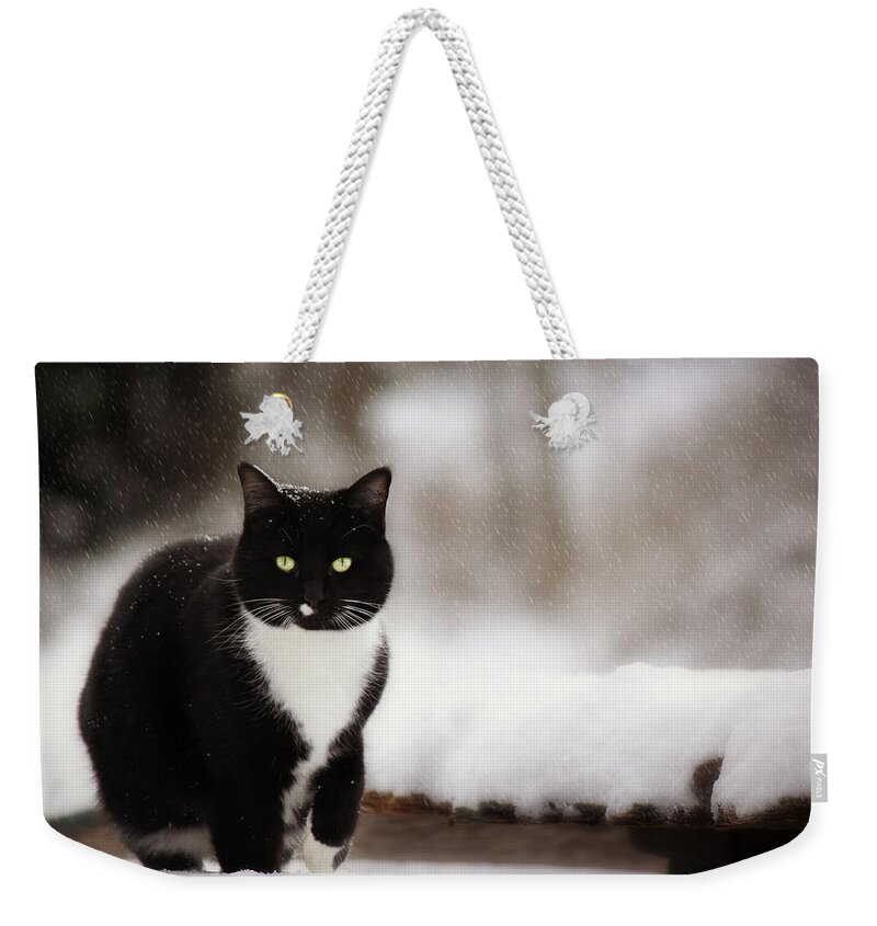 Snow Weekender Tote Bag featuring the photograph Kitty Snow Play by Melanie Lankford Photography