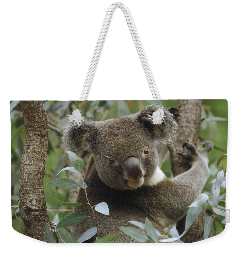 Feb0514 Weekender Tote Bag featuring the photograph Koala Male In Eucalyptus Australia by Gerry Ellis