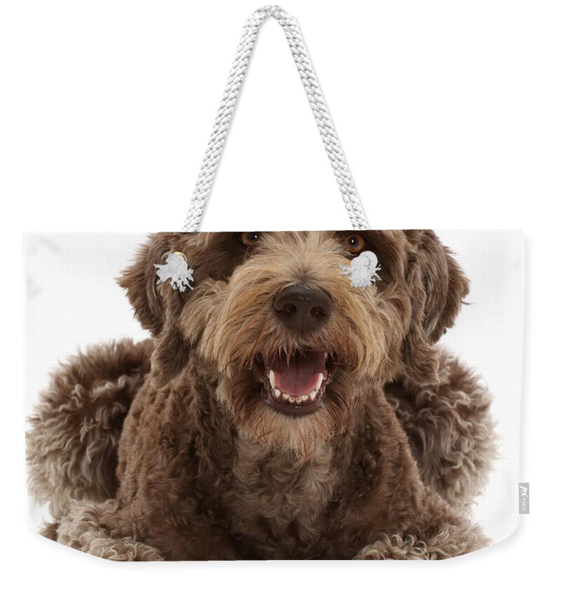 Animals Weekender Tote Bag featuring the photograph Labradoodle Lying With Head by Mark Taylor