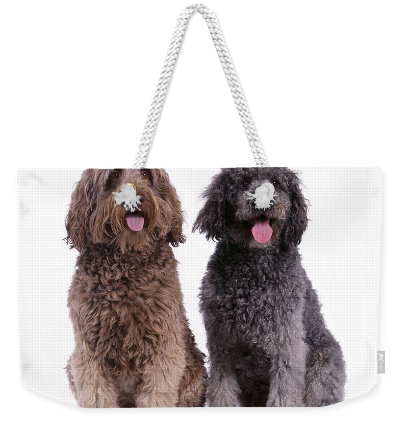Dog Weekender Tote Bag featuring the photograph Labradoodles by John Daniels