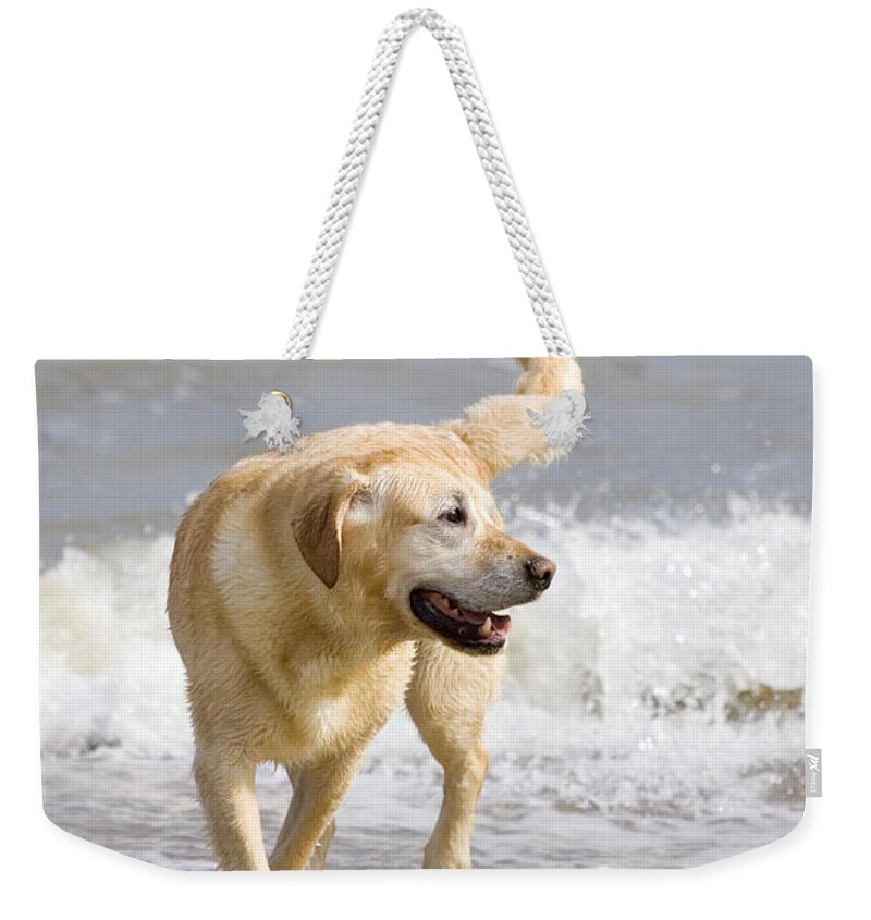 Labrador Weekender Tote Bag featuring the photograph Labrador Dog Playing On Beach by Geoff du Feu
