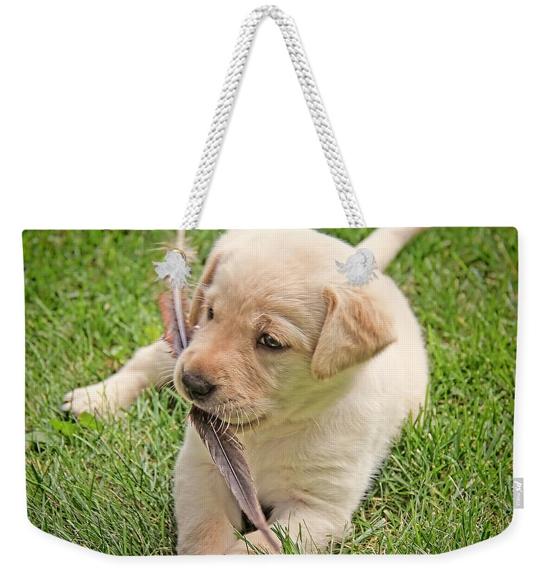 Puppy Weekender Tote Bag featuring the photograph Labrador Retriever Puppy and Feather by Jennie Marie Schell