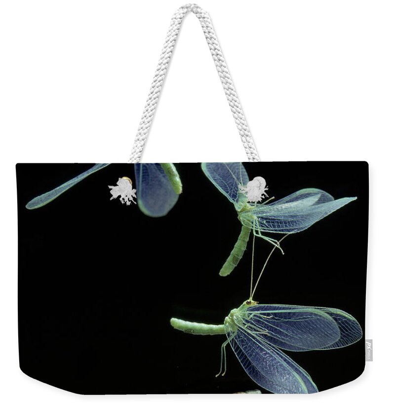 Flash Weekender Tote Bag featuring the photograph Lacewing Taking Off by Stephen Dalton