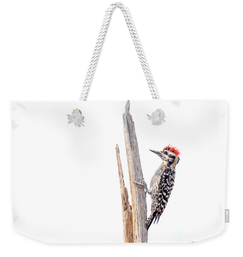 Woodpecker Weekender Tote Bag featuring the photograph Ladder-Backed Woodpecker by Ruth Jolly