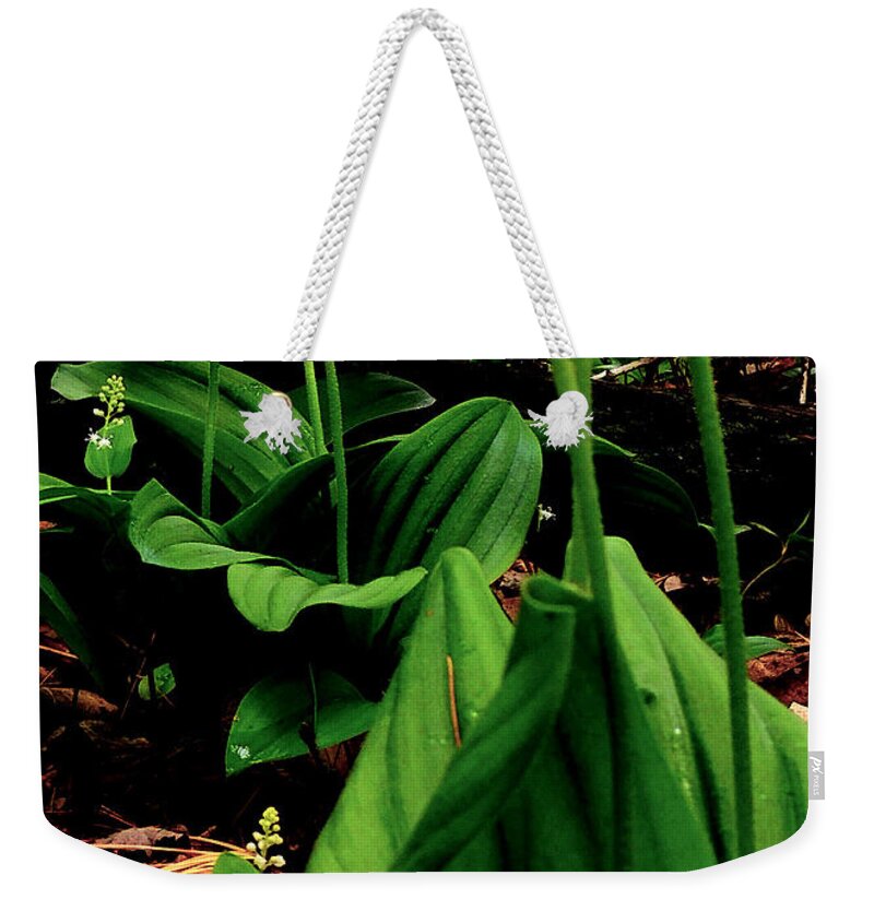 Wildflower Weekender Tote Bag featuring the photograph Lady Slipper by Mim White
