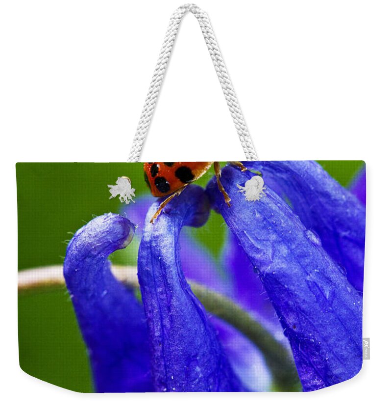 Insect Weekender Tote Bag featuring the photograph Ladybug by Carrie Cranwill