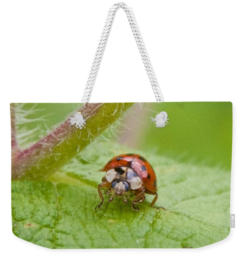 Bugs Weekender Tote Bag featuring the photograph Ladybug on Boneset Leaf by Kristin Hatt