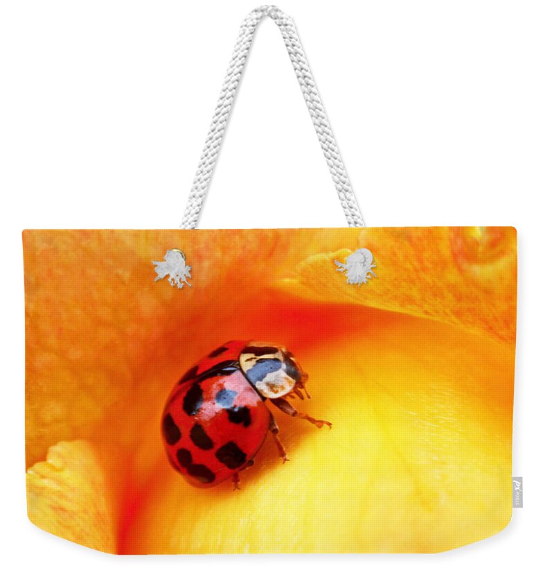 Ladybug Weekender Tote Bag featuring the photograph Ladybug by Rona Black