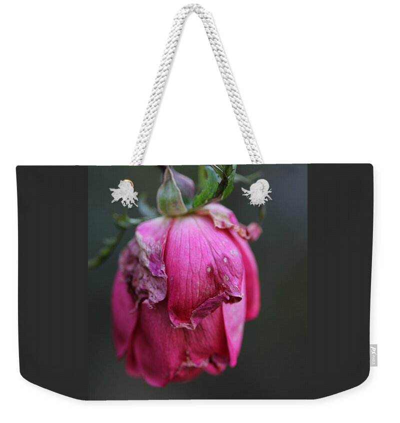 Rose Weekender Tote Bag featuring the photograph Last Rose of Summer by Valerie Collins