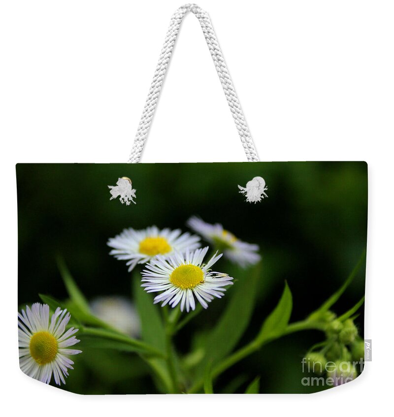 Daisy Weekender Tote Bag featuring the photograph Late Summer Bloom by Melissa Petrey