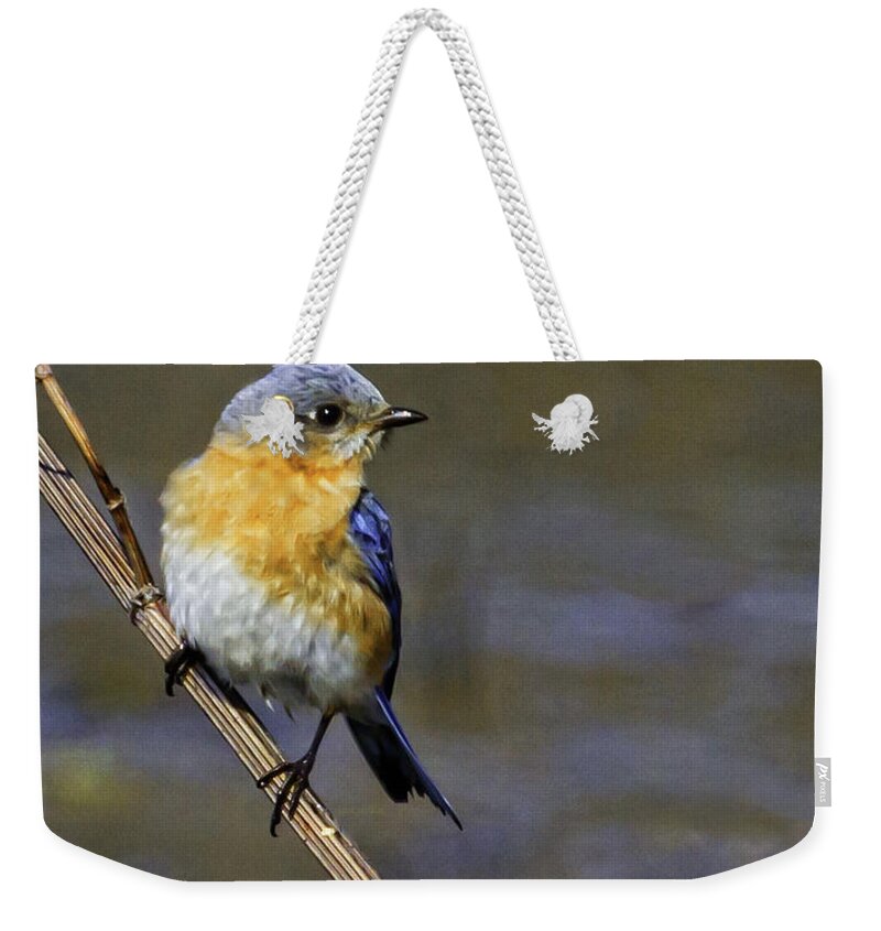 Bluebird Weekender Tote Bag featuring the photograph Late Winter by Jan Killian