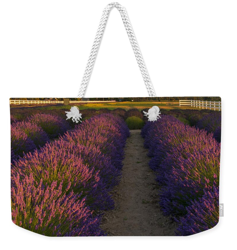 Lavender Weekender Tote Bag featuring the photograph Lavendar Path by Michael Dawson