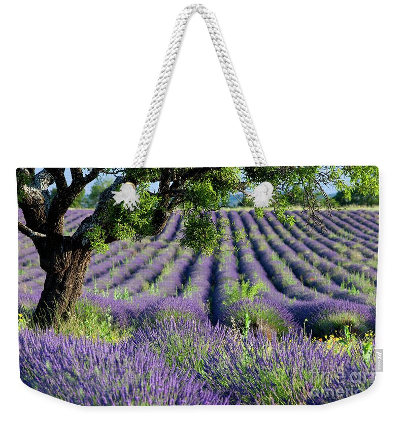 Lavender Weekender Tote Bag featuring the photograph Lavender Field II - Lone Tree - Provence France by Brian Jannsen