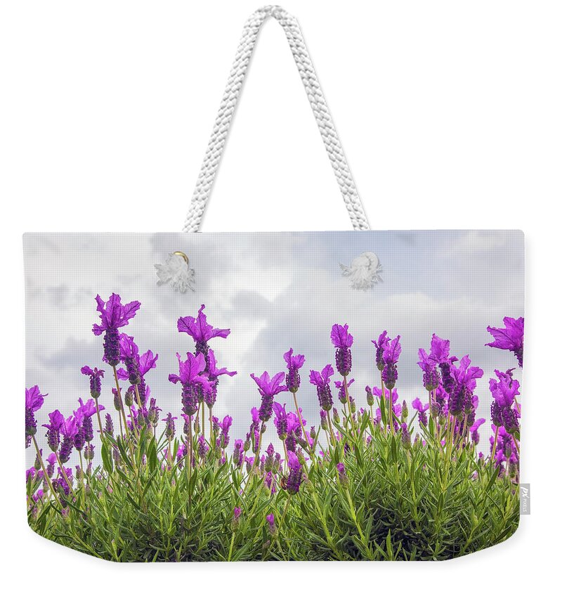 Outdoors Weekender Tote Bag featuring the photograph Lavender Flowering, Seen From Below by Kim Westerskov