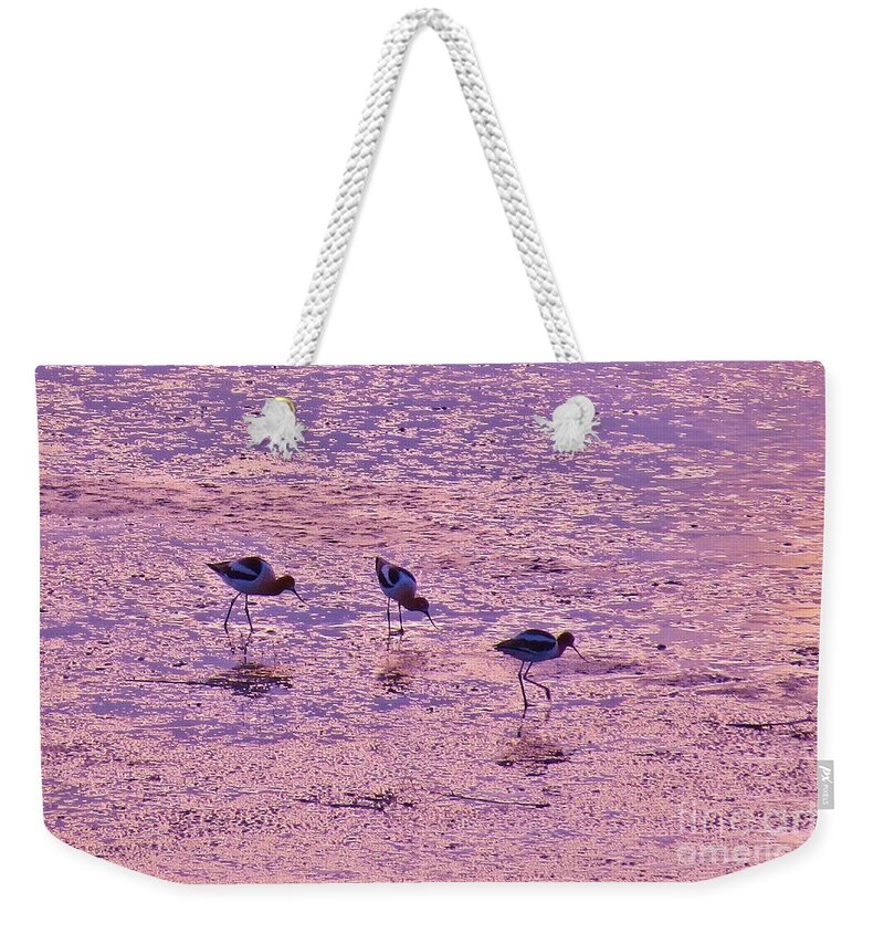 American Avocet Weekender Tote Bag featuring the photograph Avocets in Lavender Light by Michele Penner