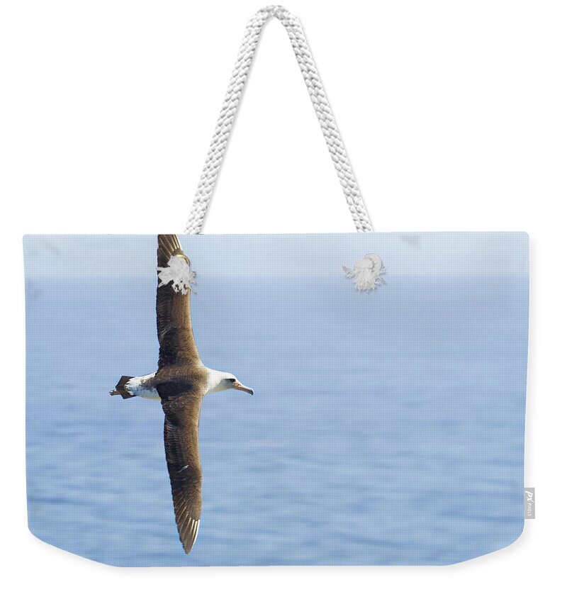 Laysan Albatross Weekender Tote Bag featuring the photograph Laysan Albatross No 1 - Kilauea - Kauai - Hawaii by Belinda Greb