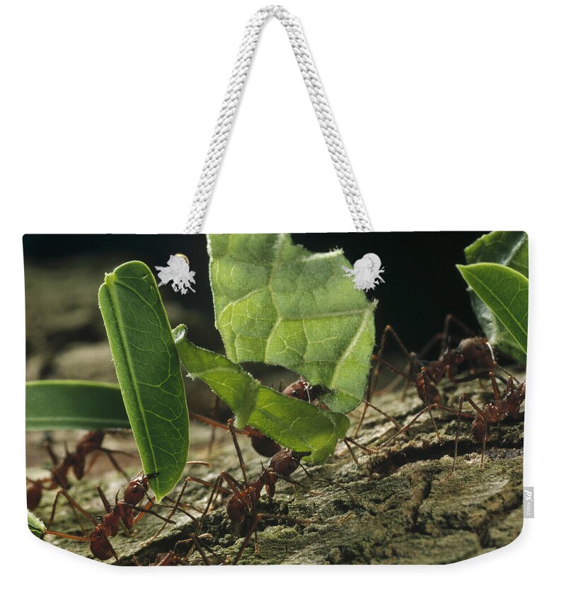 Feb0514 Weekender Tote Bag featuring the photograph Leafcutter Ants Carrying Leaves Barro by Mark Moffett