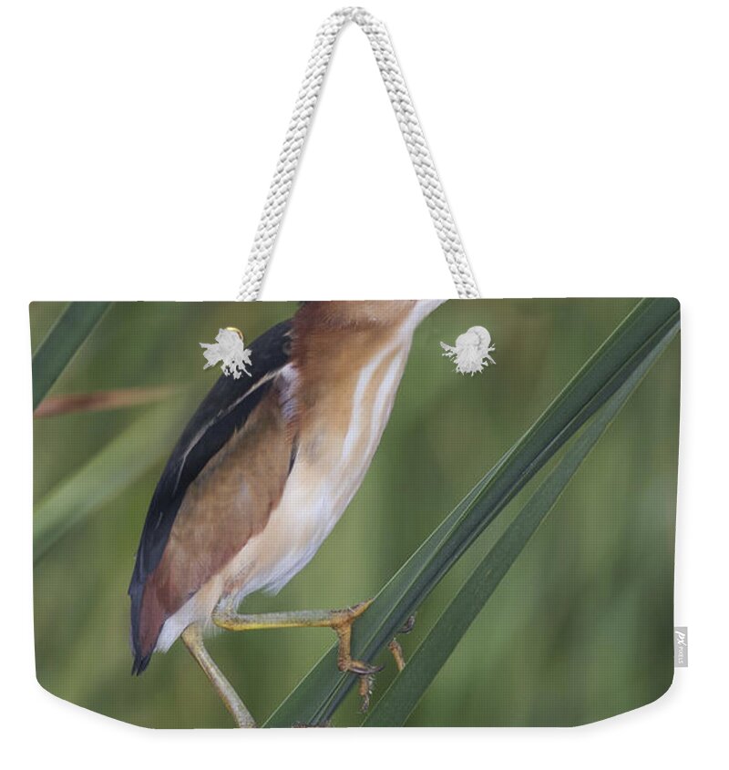 Least Bittern Weekender Tote Bag featuring the photograph Least Bittern by Anthony Mercieca