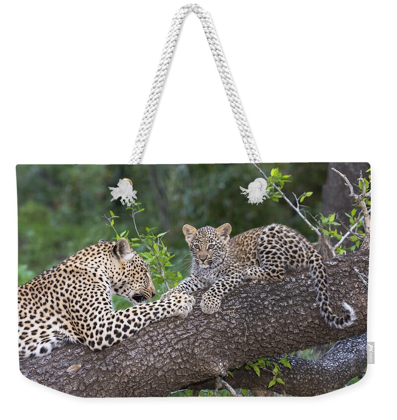 Nis Weekender Tote Bag featuring the photograph Leopard And Cub Masai Mara Kenya by Andrew Schoeman