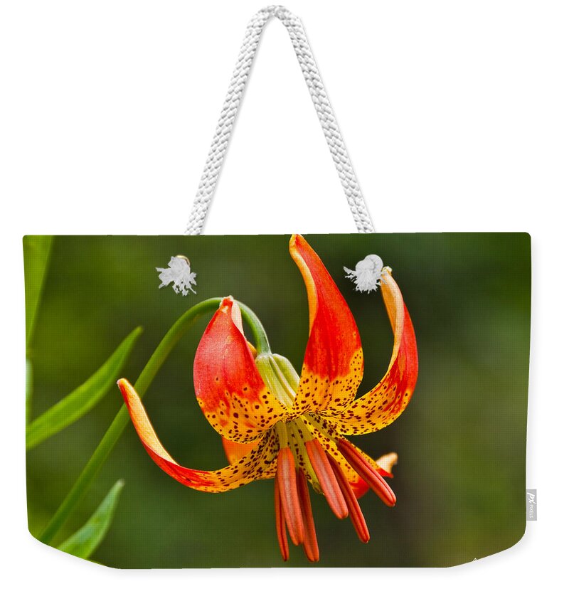 Beauty In Nature Weekender Tote Bag featuring the photograph Leopard Lily in Bloom by Jeff Goulden
