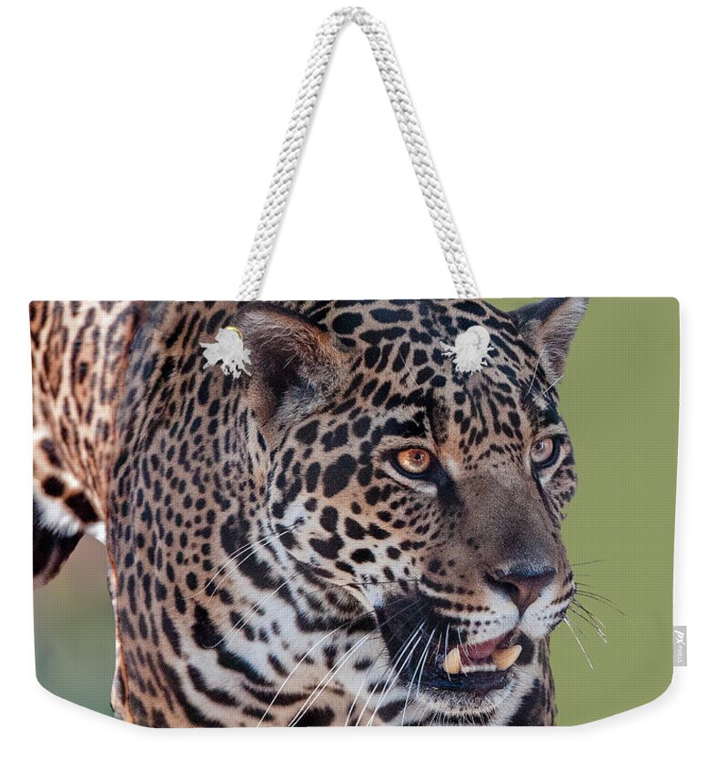 Animal Weekender Tote Bag featuring the photograph Jaguar Walking Portrait by William Bitman