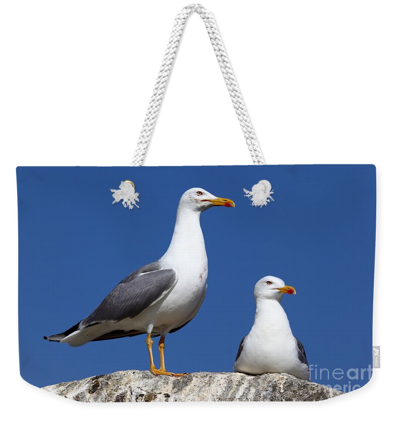 Seagull Weekender Tote Bag featuring the photograph Lesser Black-backed Gulls by James Brunker