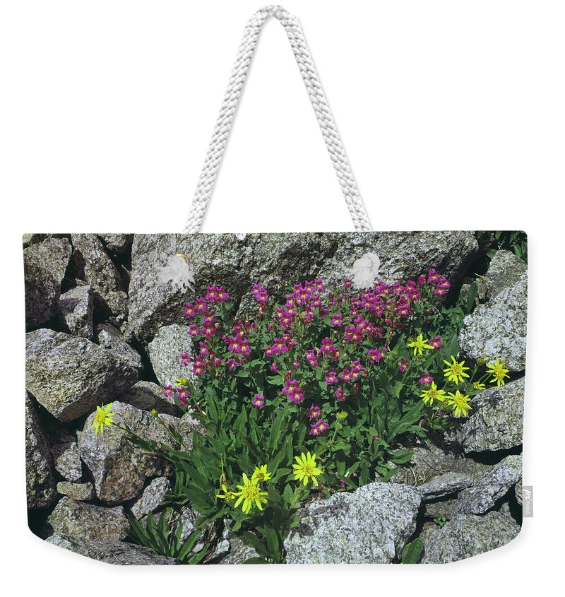 Lewis Monkeyflower Weekender Tote Bag featuring the photograph 209615-B-Lewis Monkeyflower and Heartleaf Arnica by Ed Cooper Photography