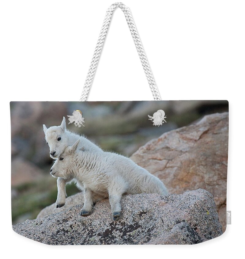 Mountain Goats Weekender Tote Bag featuring the photograph Life is a Struggle by Jim Garrison