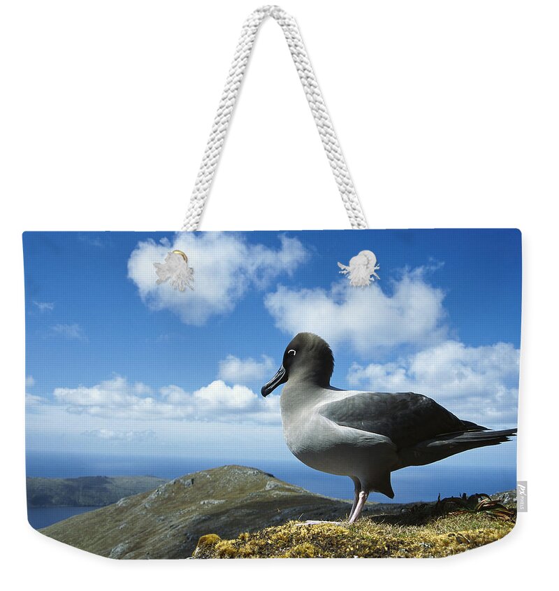 Feb0514 Weekender Tote Bag featuring the photograph Light-mantled Albatross Campbell Island by Tui De Roy