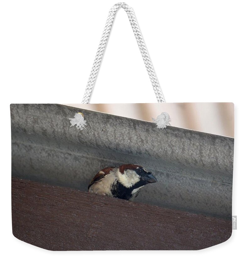 Lil Morning Peeper Weekender Tote Bag featuring the photograph Lil Morning Peeper by Maria Urso