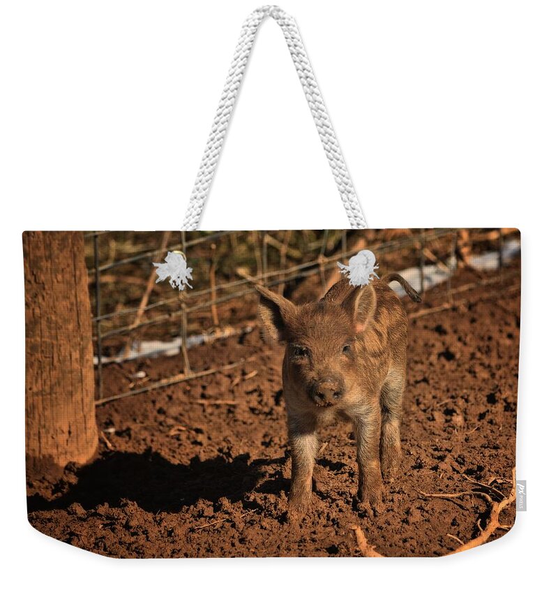 Animals Weekender Tote Bag featuring the photograph Lil' Weiner by Robert McCubbin